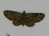 Pasiphila rectangulata